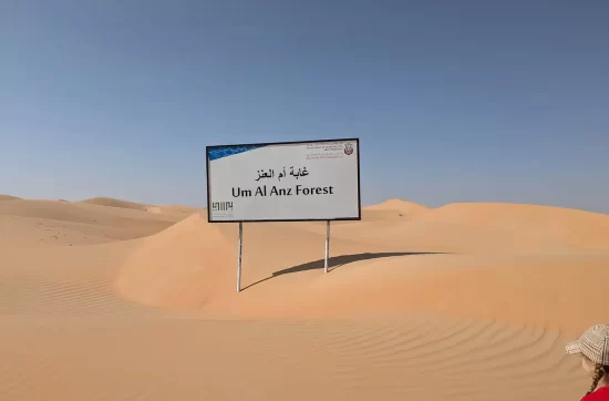 Can't see the (tax opportunity) forest for the (FEIE) trees?